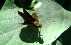Synapte pecta