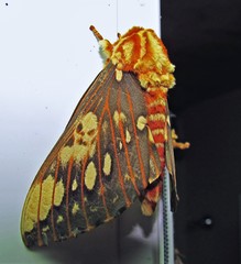 Citheronia brissotii