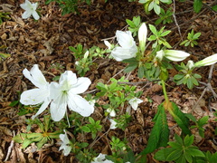 Rhododendron mucronatum