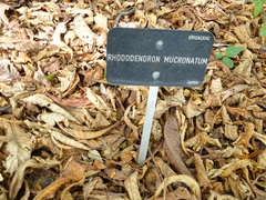 Rhododendron mucronatum