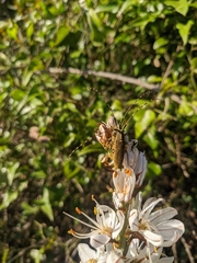 Agapanthia asphodeli