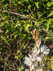 Agapanthia asphodeli