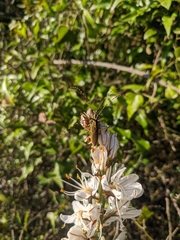 Agapanthia asphodeli
