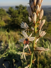 Zygaena rhadamanthus