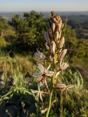 Zygaena rhadamanthus