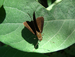 Synapte pecta