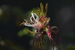 Bauhinia ungulata