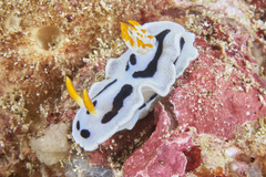 Chromodoris alcalai