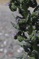 Phacelia palmeri