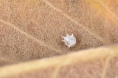 Paidiscura pallens