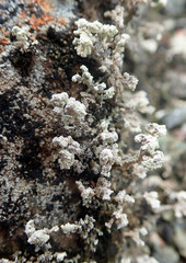 Stereocaulon corticatulum
