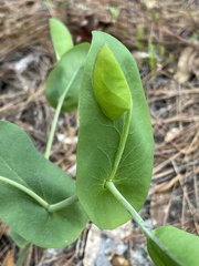 Baptisia perfoliata