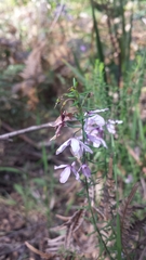 Tetratheca pilosa