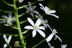 Ornithogalum arcuatum