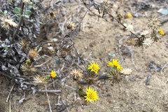 Lessingia germanorum