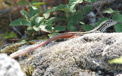 Acanthodactylus erythrurus