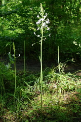 Ornithogalum arcuatum