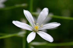 Ornithogalum arcuatum