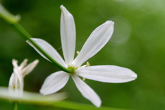 Ornithogalum arcuatum