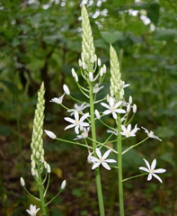 Ornithogalum arcuatum