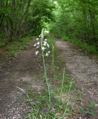 Ornithogalum arcuatum