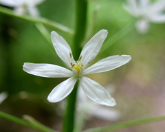Ornithogalum arcuatum