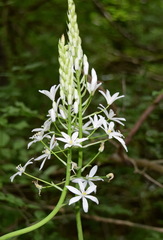 Ornithogalum arcuatum