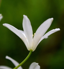 Ornithogalum arcuatum