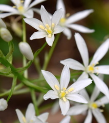 Ornithogalum arcuatum