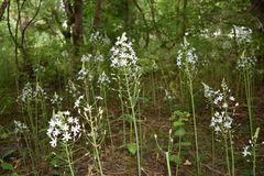 Ornithogalum arcuatum