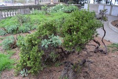 Arctostaphylos densiflora