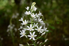 Ornithogalum arcuatum