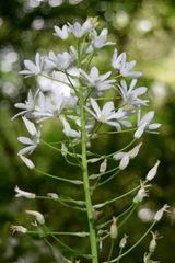 Ornithogalum arcuatum