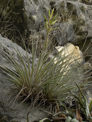 Tillandsia inopinata