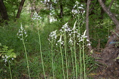 Ornithogalum arcuatum