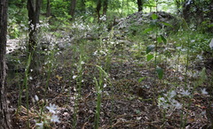 Ornithogalum arcuatum