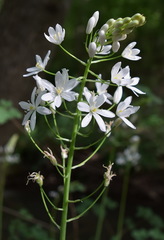 Ornithogalum arcuatum