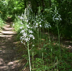 Ornithogalum arcuatum