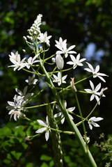 Ornithogalum arcuatum