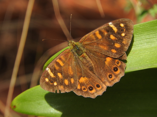 Madeiran Speckled Wood