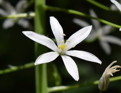 Ornithogalum arcuatum