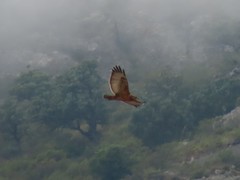 Buteo buteo vulpinus