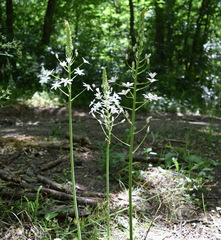 Ornithogalum arcuatum