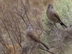 Cercotrichas coryphoeus coryphoeus