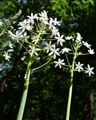 Ornithogalum arcuatum