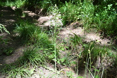 Ornithogalum arcuatum