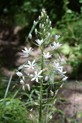 Ornithogalum arcuatum