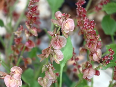 Rumex cyprius