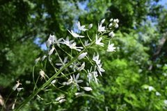 Ornithogalum arcuatum
