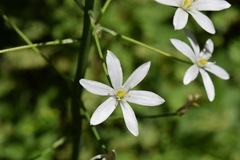 Ornithogalum arcuatum